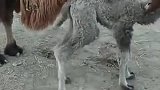 刚产下的小骆驼糕，可爱不