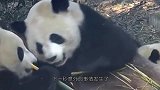 熊猫宝宝躲着妈妈吃苹果，不料还是被发现了，下一秒别笑
