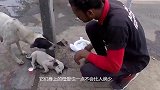 小狗被人买走，狗妈妈的眼睛都哭红了，瞬间不舍得卖了！