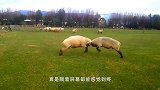 男子跳进围栏，被公羊一顿招呼，这下见识到公羊的厉害了！