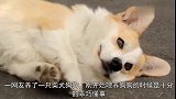 拆家后的柴犬为了免于“苍蝇拍”之刑，竟这样讨好主人！