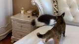 猫咪大毛故意挑事，结果被花猫大雅打的不敢出来，实力作死