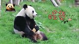 熊猫“好好”坐在草地上优哉游哉地吃着窝头，好乖好萌