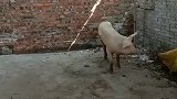 会飞檐走壁的猪见过吗
