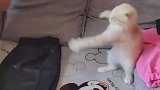 我家猫在练喵喵拳