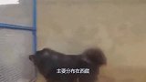 中国藏獒对战日本土佐，主人一拍手掌立马就反攻，镜头记录全过程