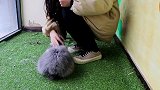 想要抱抱的兔兔你们爱吗