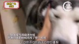 哈士奇 萌宠  哈士奇将床垫撕成碎片，主人崩溃嘶吼溢出屏幕！