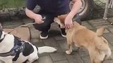 大黄是这条街的宠儿，但是现在要拴狗绳，它的主人还不在意