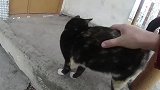 又是个黏人的小野猫这么会卖萌不如带回家做喵主子吧