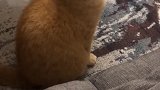 猫：我在考虑问题呢，别打扰我！