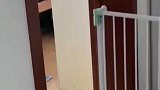就因为我摸了一下这个玩具，小狗狗居然背地里对玩具霸凌