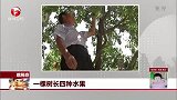 一棵树长四种水果