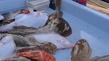 马赛的海鲜早市，渔民从渔船上刚拿下来的海鱼，你们喜欢吗？
