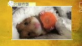 大咖笑料-20160920-  强迫症发作瞬间！很强大