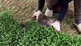 蔬菜收割有了专门的神器，还是农民发明的，青菜也能快速收割了！