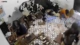 印度：一头公牛冲进屋子，5名工人被吓得夺门而出