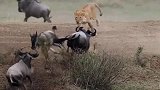 一只角马奔跑中失蹄，正是母狮逮捕好时机！