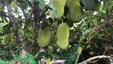 这是什么水果？榴莲和菠萝蜜杂交而来的榴莲货。你吃过吗？