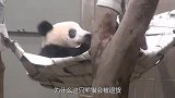 为什么这只熊猫会被“退货”？