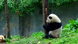 熊猫宝宝被小伙伴怼下树，摔了个大屁墩儿，又好笑又心疼
