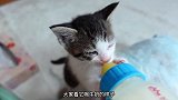 小奶猫吃吃喝喝，我钱包空空荡荡