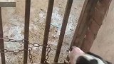 狗与野猪激烈对战，谁能胜出