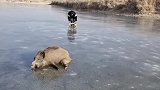 野生二师兄跑上冰面被困