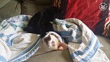 你这只猫咪也太坏了吧，竟然坐在狗狗身上，真是好皮呀！