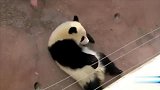 熊猫：大熊猫自从到了日本，走路就不带腿了！奶妈：你是我大爷！
