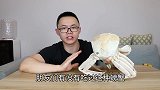 试吃1400元的澳洲大雪蟹，味道鲜嫩，咬一口去掉100元
