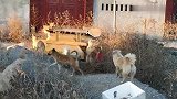 夕阳西下，成群的流浪狗去了哪里
