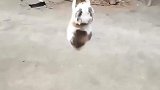 人钓鱼，鱼钓猫，没毛病