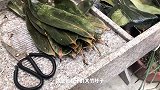 在杭州乡下过清明，艾草清香，雪菜、萝卜丝做馅儿，家乡味好好吃
