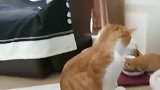 橘猫：哪来的小奶猫，吃我的猫粮，还睡我的窝