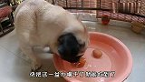 巴哥挑战水盆里捞鸡蛋，欢欢崽崽智商大比拼，结局出乎意料笑喷了