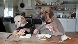 搞笑-20120326-两只狗狗的优雅用餐