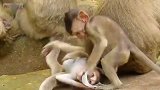 两只小猴子为了一个破勺子，打成这样也是没谁了