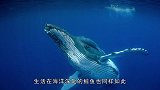 世界上最“浪漫”的死亡，一物养万物，镜头拍下罕见鲸落画面