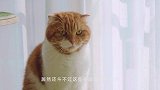 主人用红线模拟红外线考验猫，接下来看猫如何应对，厉害了我滴猫