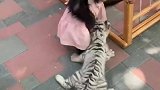 现在的猴子都这么虎吗？