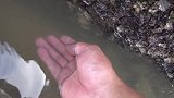 房车露营沙滩遇退大潮，见人不跑一碰就出水的动物你见过吗