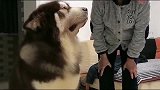 一百五十斤的阿拉斯加犬被奶奶数落，吓得瑟瑟发抖：宝宝知道错了