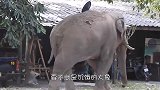 雄狮深夜闯进村庄，羊群无一生还，农户欲哭无泪！