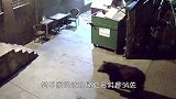 雄狮深夜闯进村庄，羊群无一生还，农户欲哭无泪！