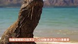 男子将科莫多巨蜥唾液注入生肉，三天后，生肉的变化让人大开眼界