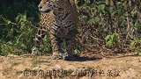 胆大的猎豹偷袭鳄鱼，鳄鱼的极力反击是否有效镜头记录全过程