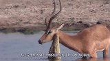 猎豹在河边喝水，突然感觉背后一凉，下一秒撒腿就跑！