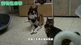 二哈遇到猫咪真是像遇到了仇人一样