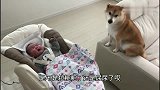 柴犬照顾3个月大的宝宝，比妈妈还上心，狗：要换尿布了啊
